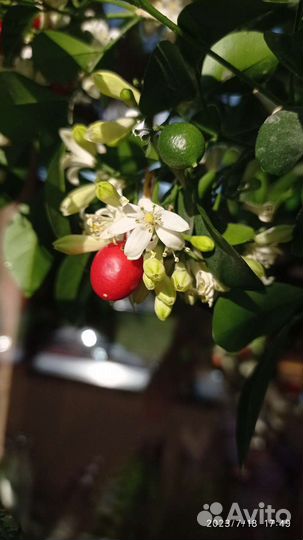 Муррайя, ягоды