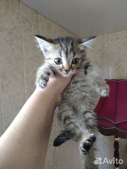 Кошка в дар бесплатно