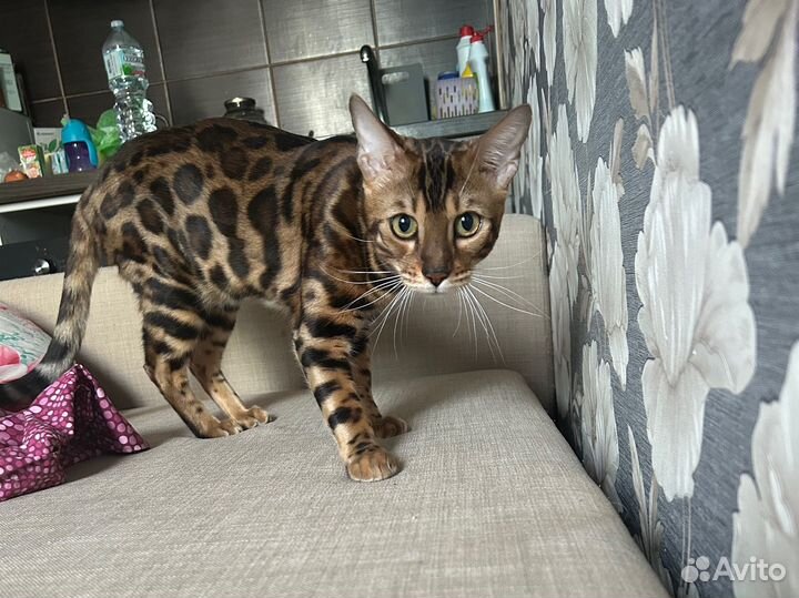 Бенгальский кот