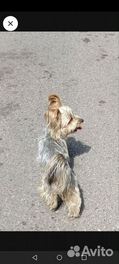 Найдена собака йорк