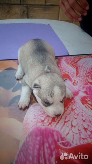 Щенки сибирской хаски мальчики и девочки