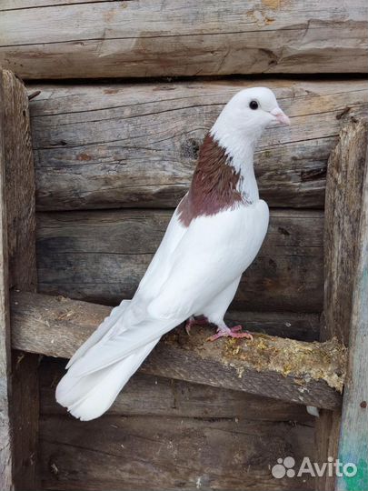 Армянские голуби