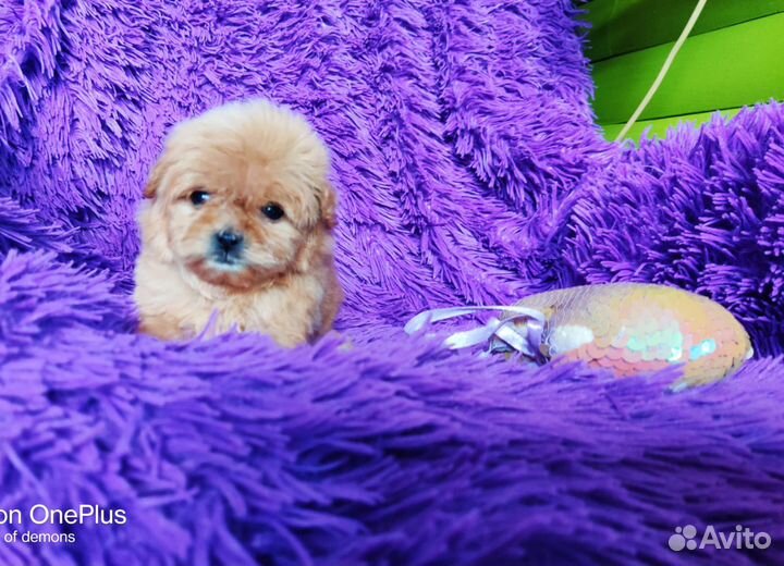 Мальтипу мини, микро, есть черныебебиф, доставка