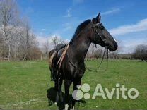 Лошадь орловская