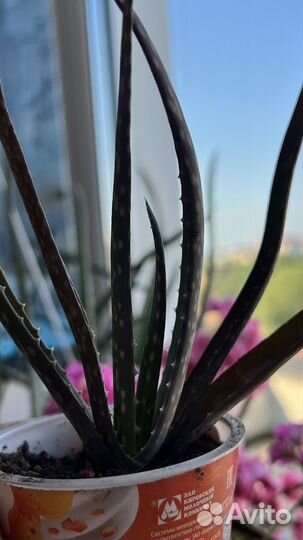 Комнатные цветы