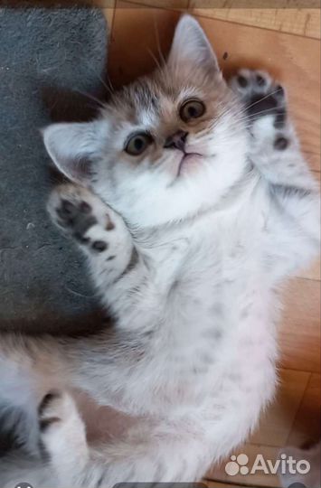 Британские котята