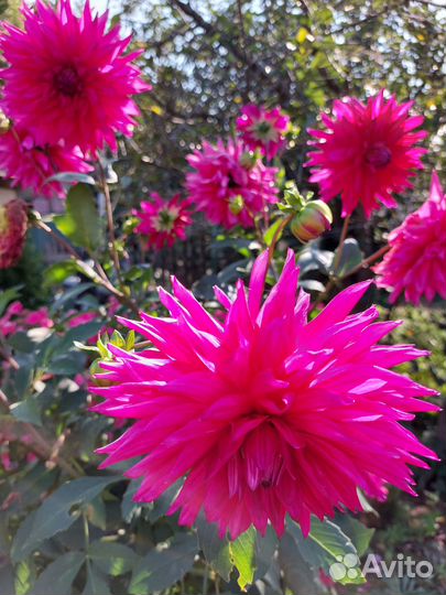 Георгины клубни