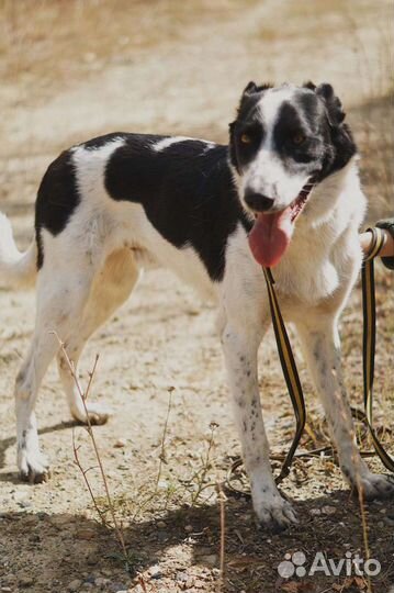 Собака Спрайт