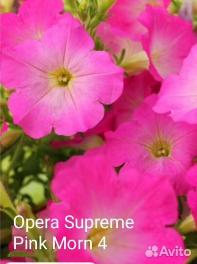 Черенки петунии