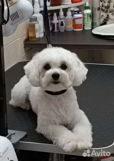 Стрижка собак и кошек.Груминг.Тримминг