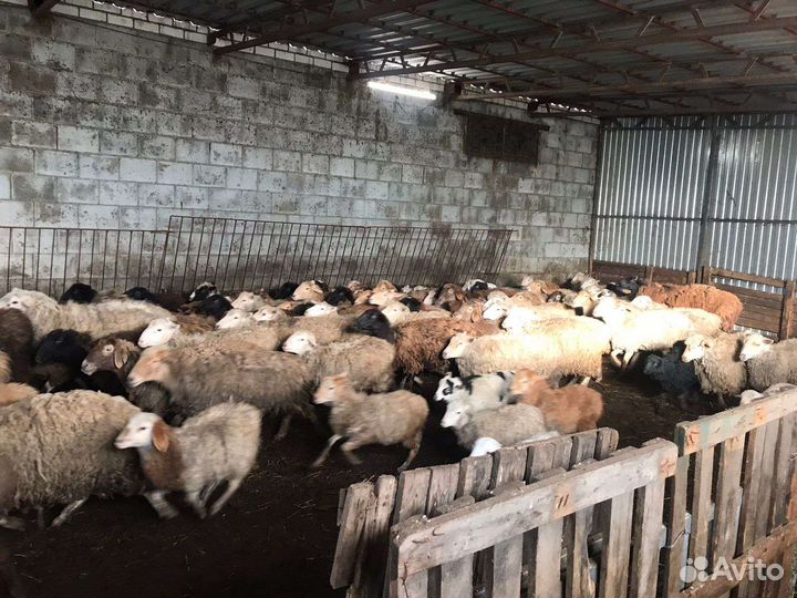 Овцы бараны