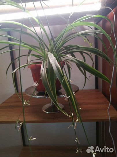 Хлорофитум