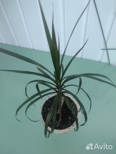 Пальмы юкка, драцена