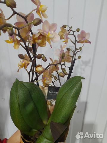 Орхидея арома Парфюмерная фабрика