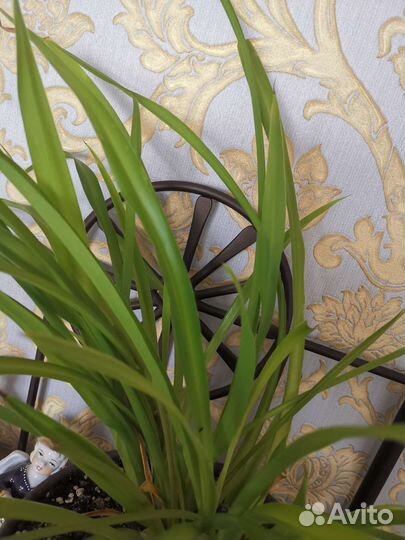 Хлорофитум