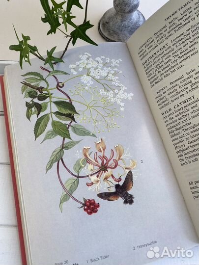 Ботаническая книга с ароматными растениями 1971г