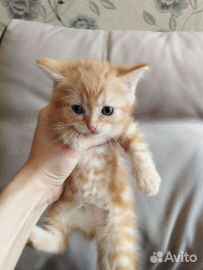 Котята в добрые руки бесплатно