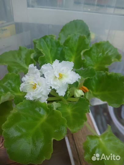 Сортовые фиалки цветущие