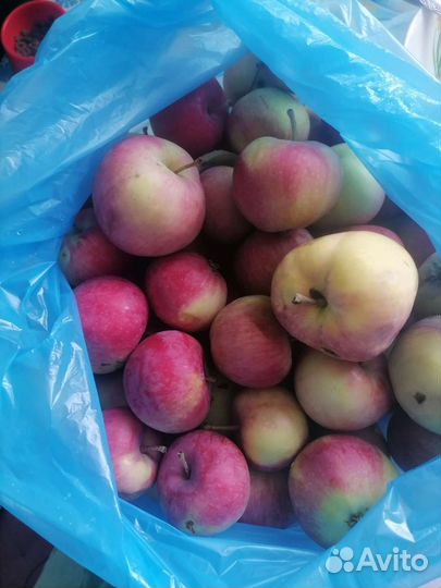 Яблоки свежие