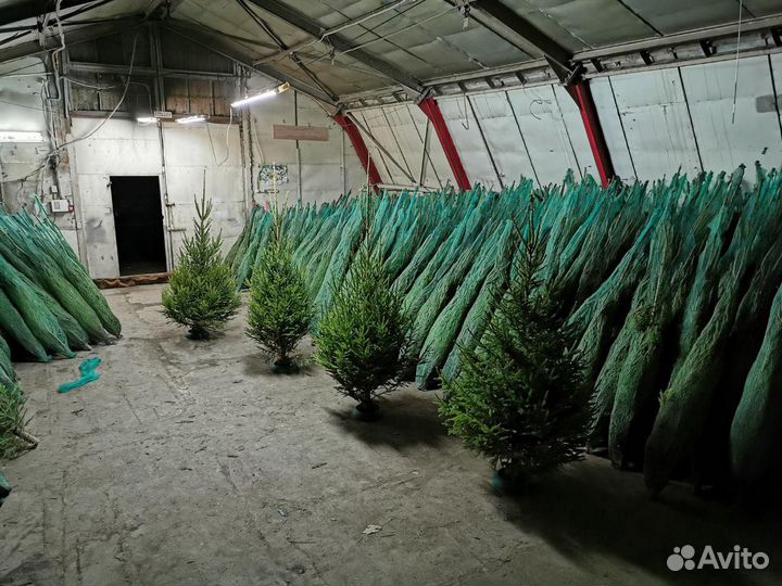 Живые елки оптом, ёлка оптом, ель живая новогодняя