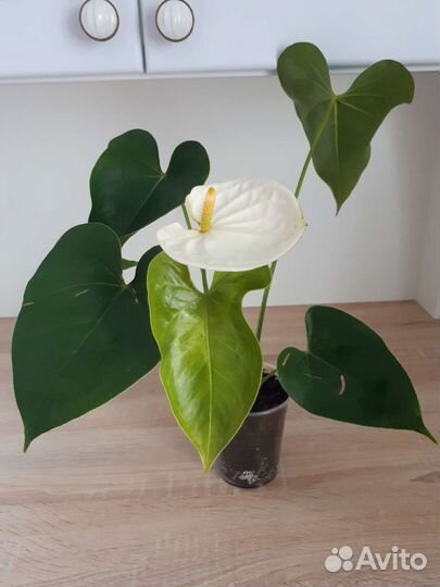 Антуриум белый