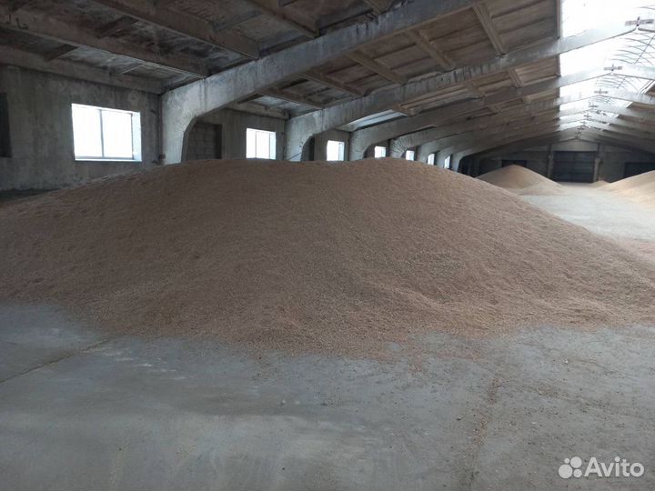 Пшеница ячмень