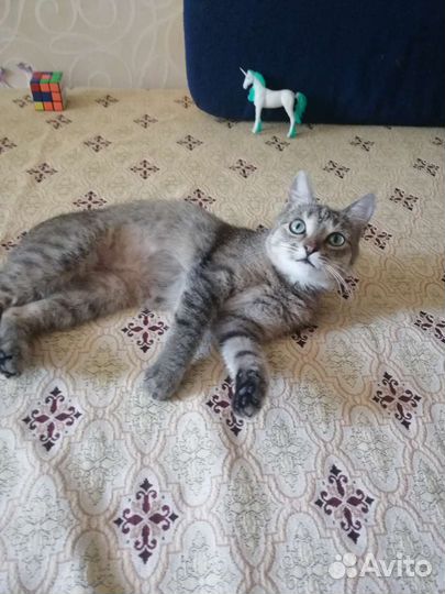 Сонечка ласкуша, стерилизована