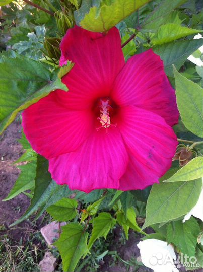 Семена гибискуса травинистого смесь цветов, 2р