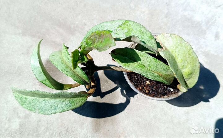 Хойя грей гост