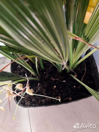 Пальма финиковая бутия