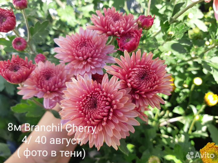 Садовые растения