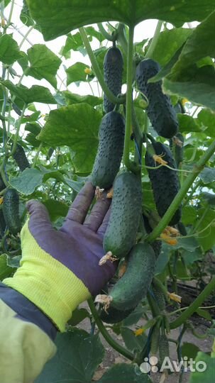 Рассада овощных культур