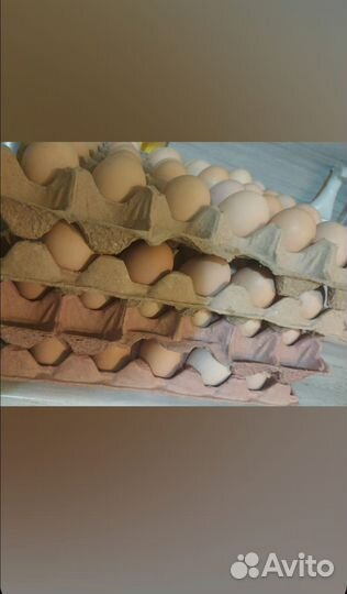 Инкубационное яйцо мясо-яичного направление