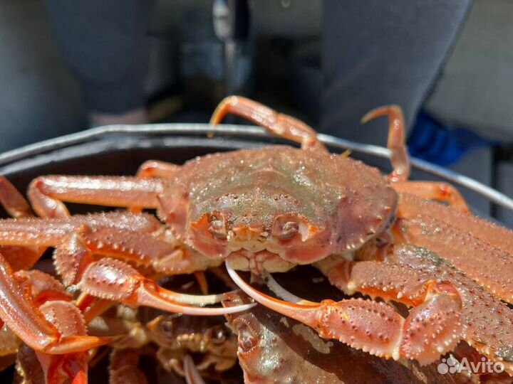 Морская прогулка-В гости к 