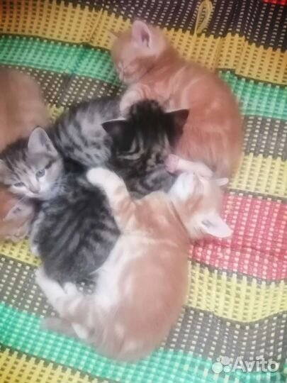 Котята в добрые руки