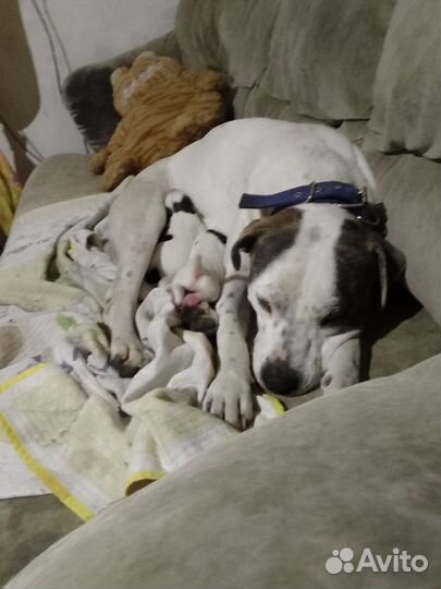 Собака в добрые руки отдам бесплатно