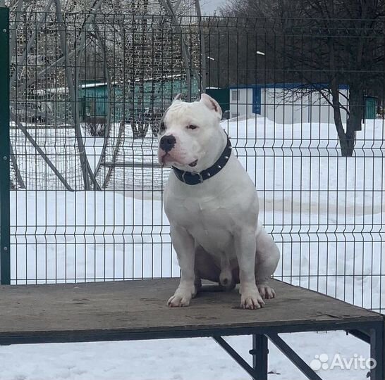 Американский булли вязка