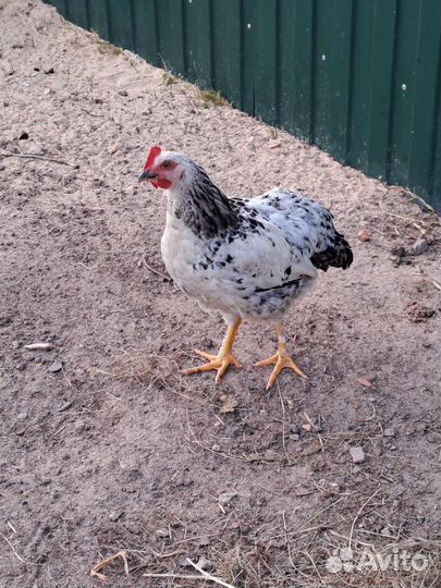 Домашние животные