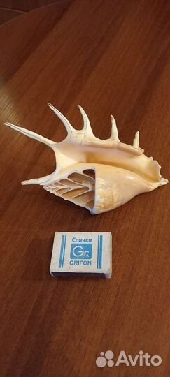 Ракушки и статуэтки из Гоа