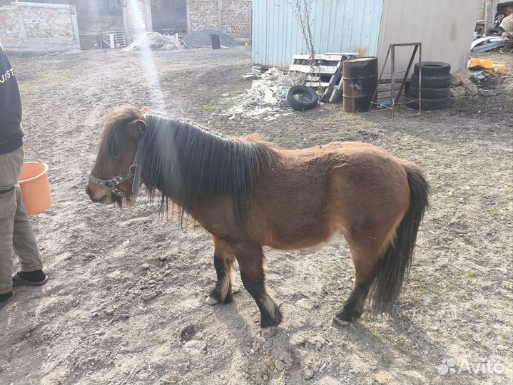 Пони тоже кони