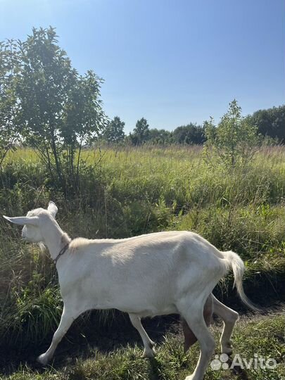 Продам козу дойную