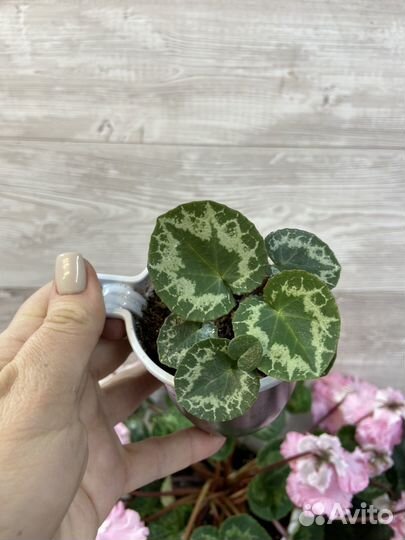 Цикламен purpurascens(пурпурный)