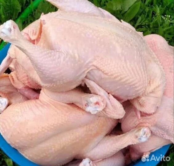 Мясо домашней курицы