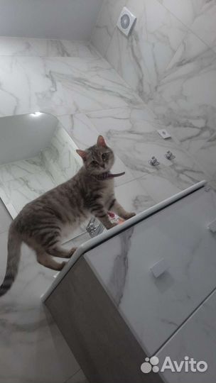 Кошечка в дар