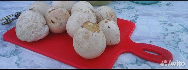 Гриб веселка