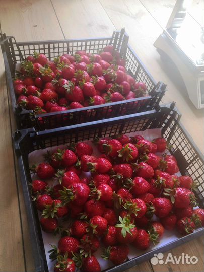 Клубника и рассада