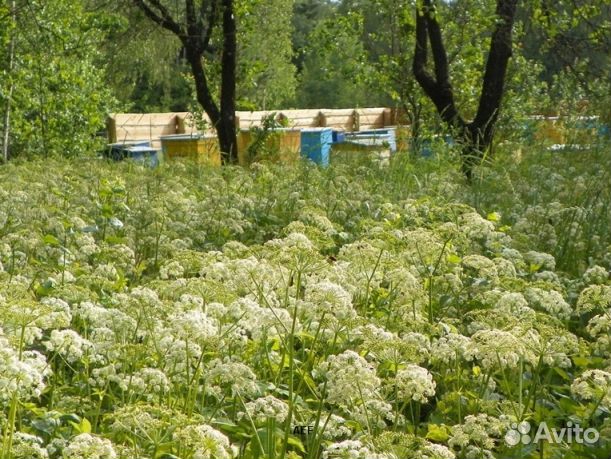 Мед 2024 года из Алтая опт