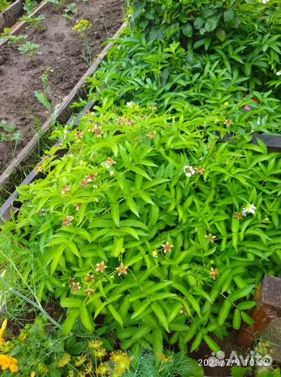 Продаю цветущие кусты тибетской малины