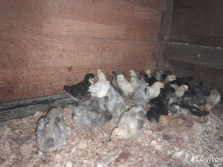 Цыплята домашний микс