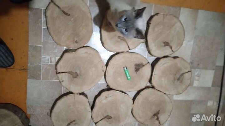 Спилы дуб берёза ильм